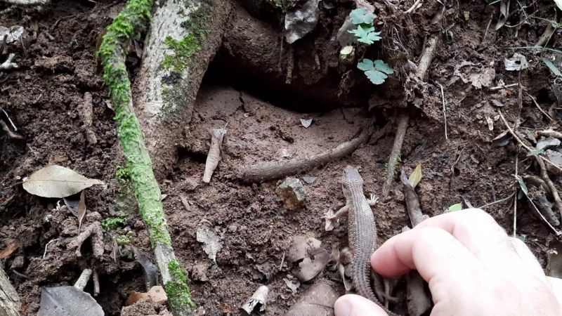 Captive bred Nangur spiny skink being released in to the wild.