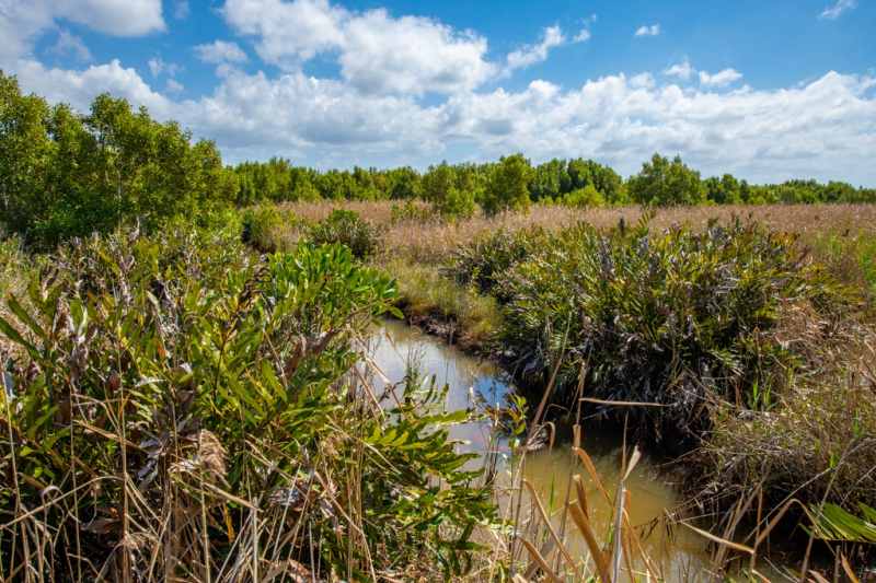 Mangrove ferns, phragmites and mangroves naturally regenerating along the banks of brackish channels.