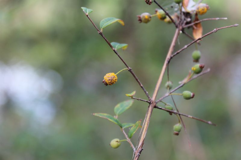 Myrtle Rust, Queensland 