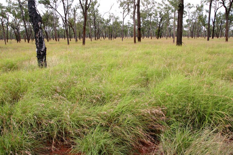 South of Greenvale, Einasleigh Uplands. Photo: Robert Hassett 