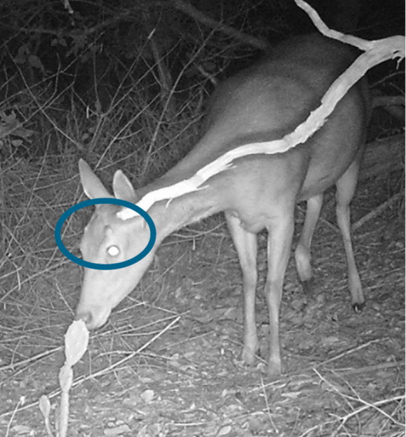 The last deer (with distinctive hair whorls) photographed on the island.