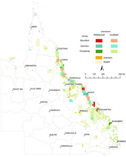 Distribution of Hymenachne (Hymenachne amplexicaulis), 2011-2012