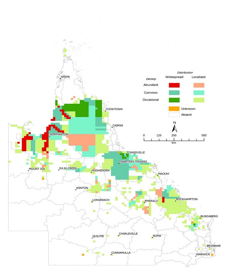 Figure 2 - Distribution of rubber vine (Cryptostegia grandiflora), 2018