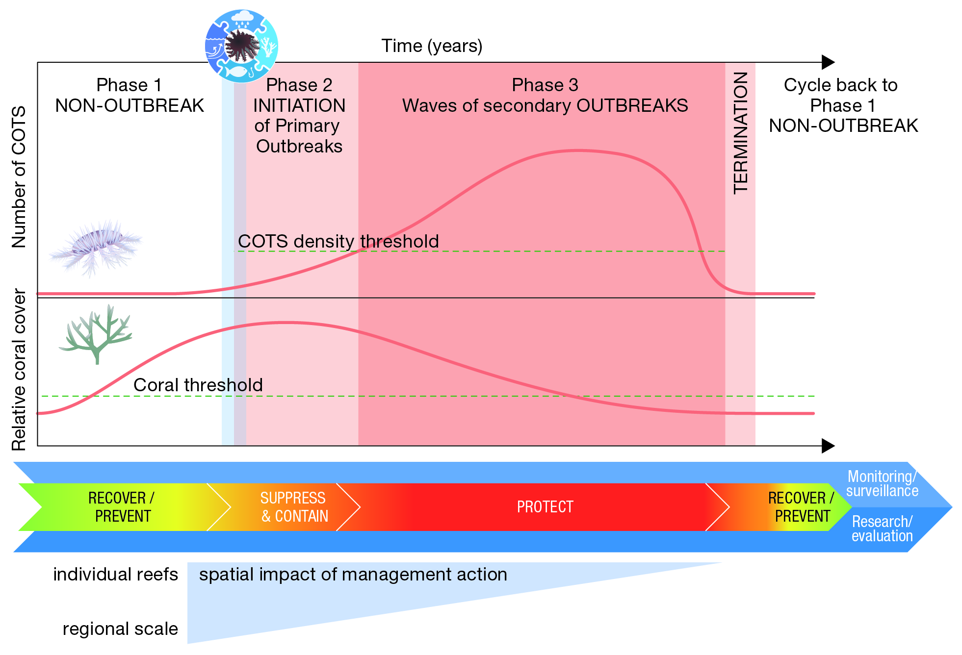 Crown-of-thorns starfish (COTS) outbreak cycle and the associated stages of management action