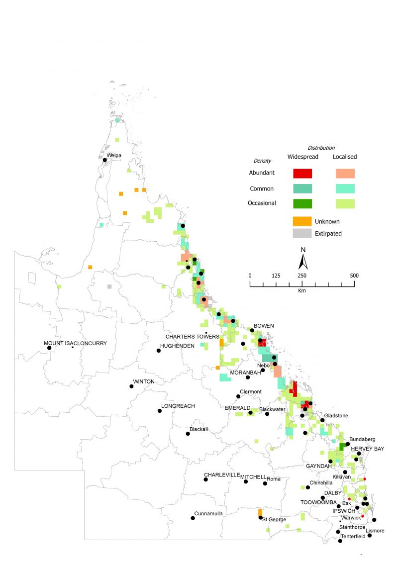 Figure 1: Distribution of Hymenachne (Hymenachne amplexicaulis) in 2023