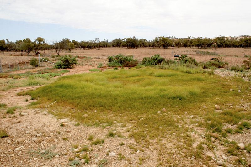 Tunga Springs, Currawinya National Park. Photo: Stephen Peck