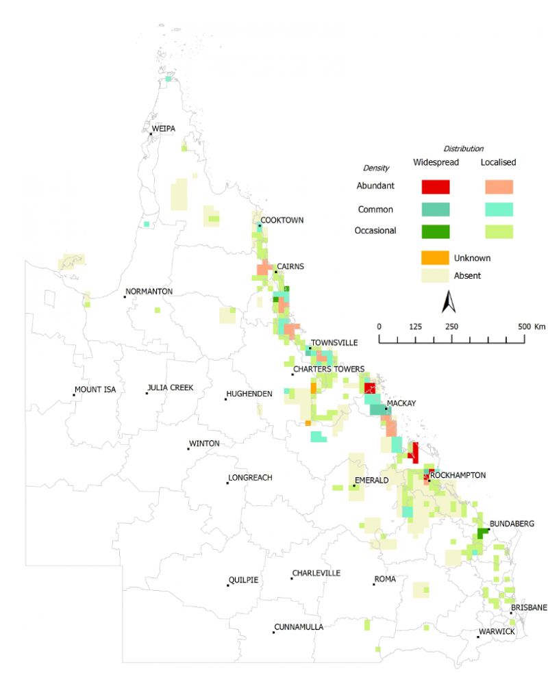Distribution of Hymenachne (Hymenachne amplexicaulis), 2011–2012