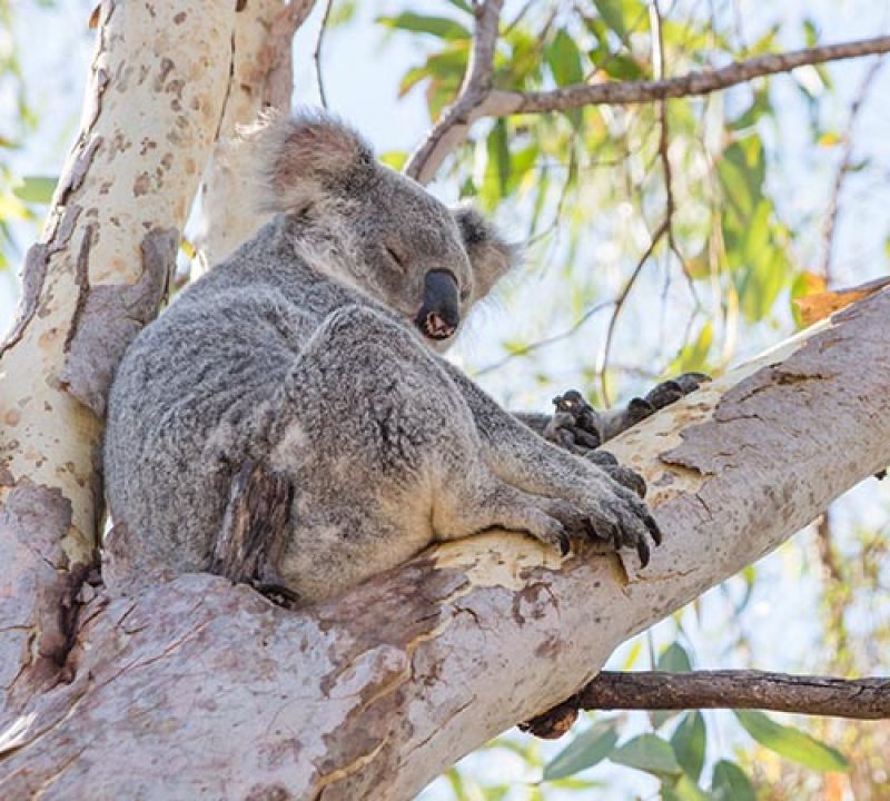 Koala asleep, Queensland