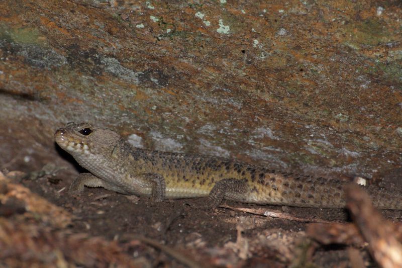 Adult Nangur spiny skink, Oakview National Park.