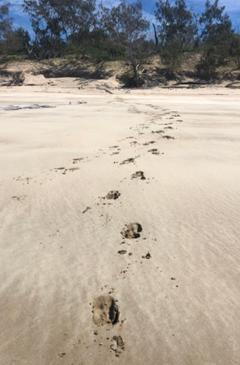 Rusa deer tracks on the beach on Wild Duck Island.